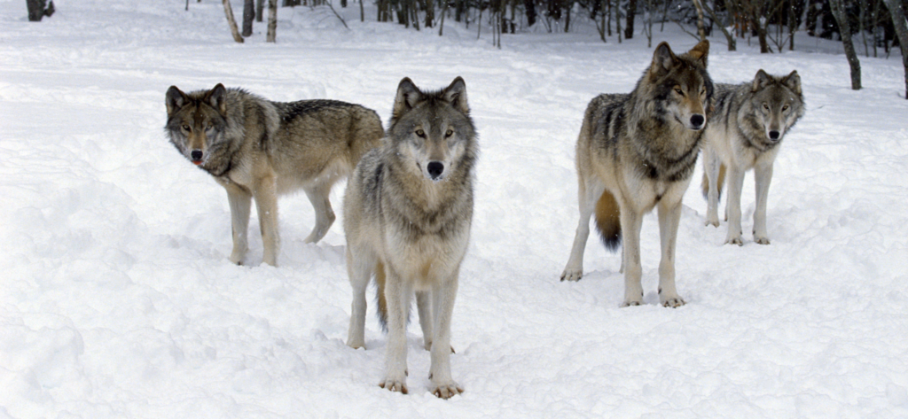 NCEL Briefing: Carnivores and Coexistence Biology Diagrams