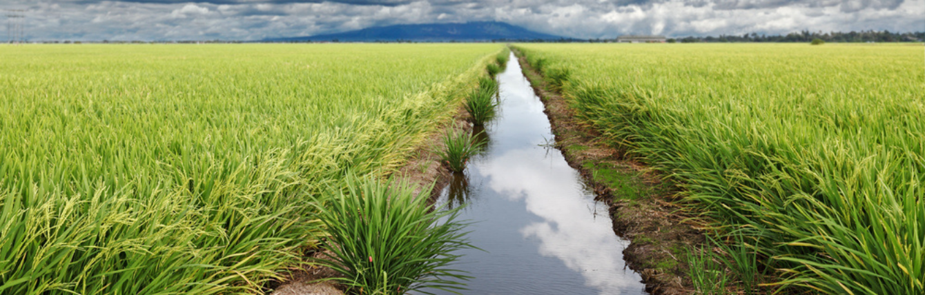 Nutrient Pollution